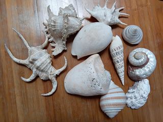 Assorted Seashells - Decorative Collection, Hobbies & Toys, Memorabilia ...