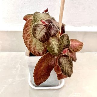 (Category: ) located in . Submitted by PlantsJoy (Listing ID 1438007455, Image 1). Description: .