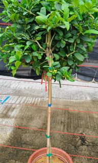 (Category: ) located in . Submitted by jtflorist (Listing ID 1435547928, Image 1). Description: .