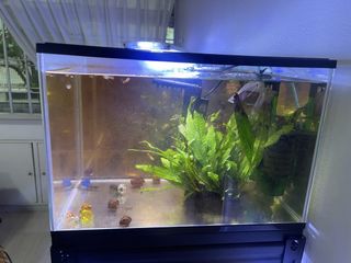 (Category: ) located in . Submitted by alanthh (Listing ID 1437968427, Image 1). Description: .