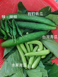 （分類：）位於 。 由 _delightgarden 提交（商品編號 1437946885，圖片 1）。簡介： 。