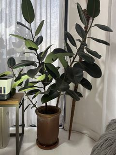 (Category: ) located in . Submitted by sandym.516 (Listing ID 1438037184, Image 1). Description: .