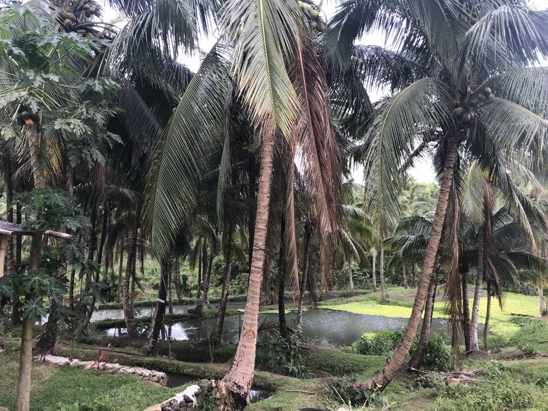 Tanay Fish Farm (Category: Lot) located in Taytay. Submitted by rdv1124 (Listing ID 1438108416, Image 3). Description: Fish Farm for Sale Perfect retirement place for OFWs/Professionals who would like to go back to nature and farming. Below are the details: Kindly note to read the consideration. 13,754 sqm in Sampaloc Tanay Php2,500 per sqm (negotiable); titled, updated tax payments (real property tax) With tax declaration 3 Kilometers away from 