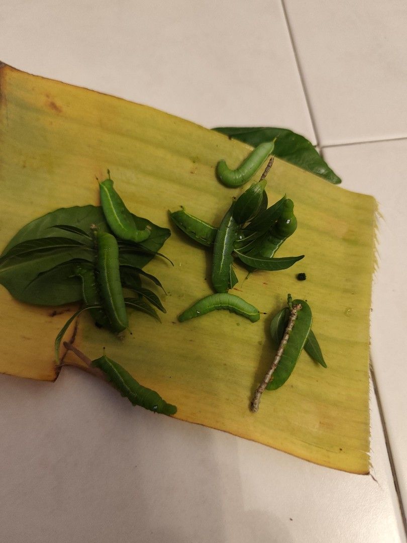 Worms for pets (Category: Pet Food) located in Singapore. Submitted by gardensnick (Listing ID 1437945877, Image 1). Description: caterpillars for sale. $4 each.