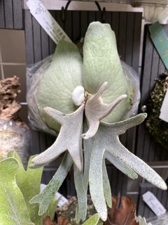 （分類：）位於 。 由 kinn_nn 提交（商品編號 1438289842，圖片 1）。簡介： 。