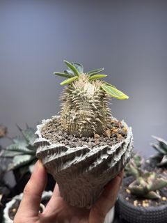 （分類：）位於 。 由 darrrenc 提交（商品編號 1415467088，圖片 1）。簡介： 。