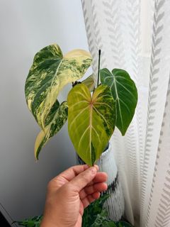 （分類：）位於 。 由 mikelovegreens 提交（商品編號 1435655045，圖片 1）。簡介： 。