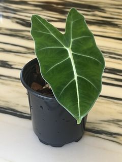 （分類：）位於 。 由 ltplants 提交（商品編號 1438163978，圖片 1）。簡介： 。