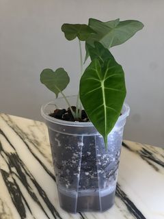 （分類：）位於 。 由 ltplants 提交（商品編號 1438165096，圖片 1）。簡介： 。