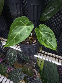 Anthurium magnificum x warocqueanum For Sale | Carousell Singapore