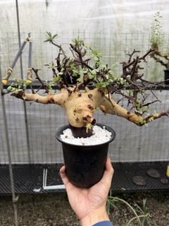 (Category: ) located in . Submitted by desert.grower (Listing ID 1438188237, Image 1). Description: .