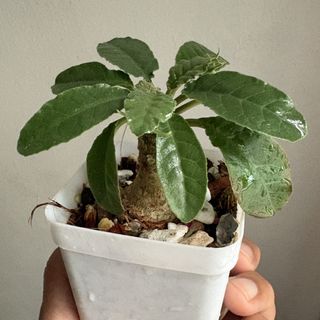 (Category: ) located in . Submitted by plants_and_such (Listing ID 1438132700, Image 1). Description: .