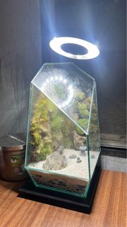 (Category: ) located in . Submitted by leicruz (Listing ID 1438281548, Image 1). Description: .