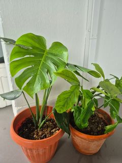 pothos on a moss pole Large Golden Pothos Moss Pole Houseplant  OH SO Floral