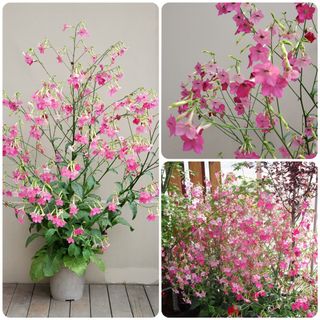 （分類：）位於 。 由 sharonlaulsl 提交（商品編號 1438330479，圖片 1）。簡介： 。