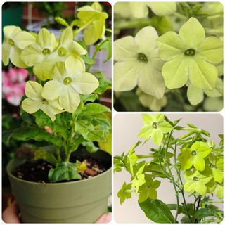 （分類：）位於 。 由 sharonlaulsl 提交（商品編號 1438315494，圖片 1）。簡介： 。