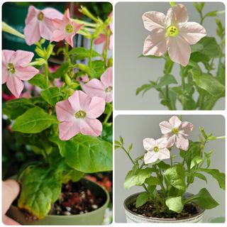 （分類：）位於 。 由 sharonlaulsl 提交（商品編號 1438325658，圖片 1）。簡介： 。
