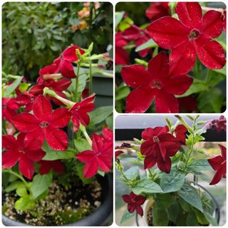 （分類：）位於 。 由 sharonlaulsl 提交（商品編號 1438321164，圖片 1）。簡介： 。