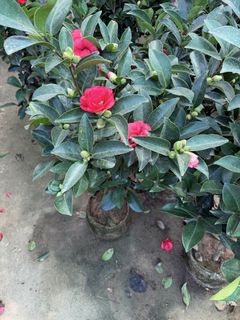 (Category: ) located in . Submitted by fruityflorist (Listing ID 1438350087, Image 1). Description: .