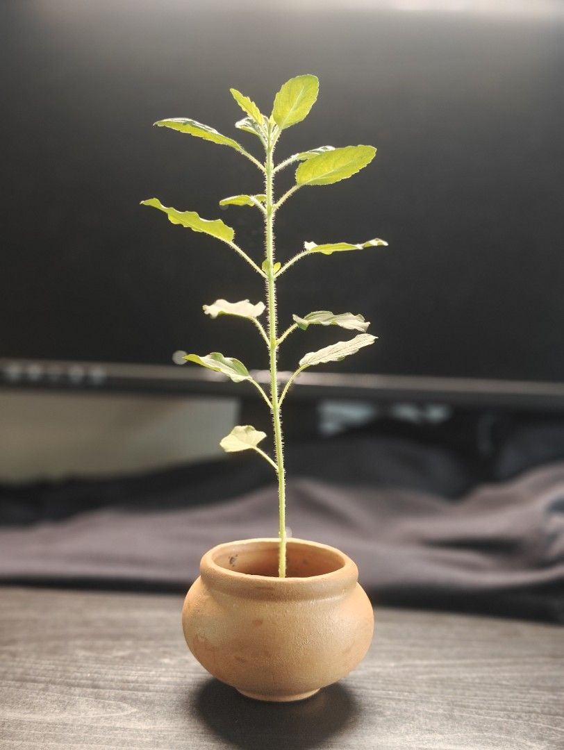 Holy basil456479717993359362