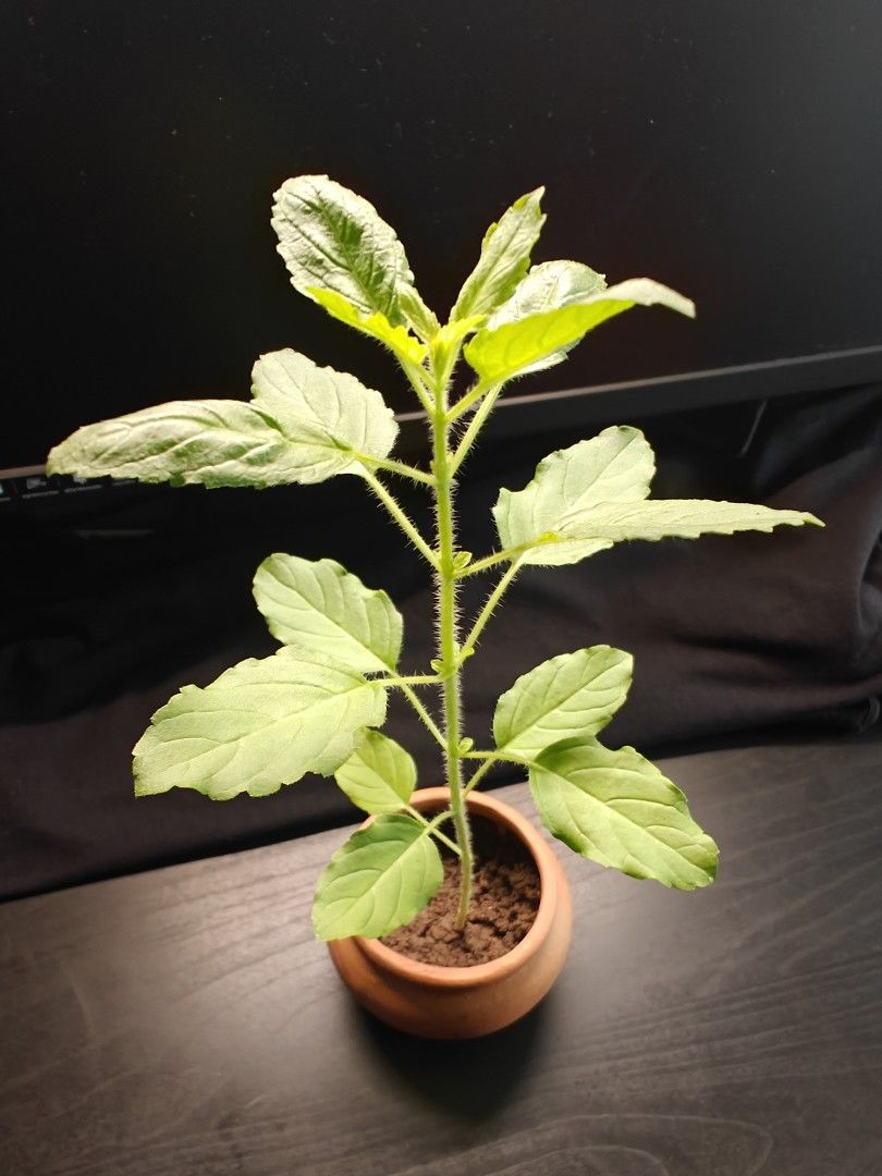 Holy basil456479717993359360