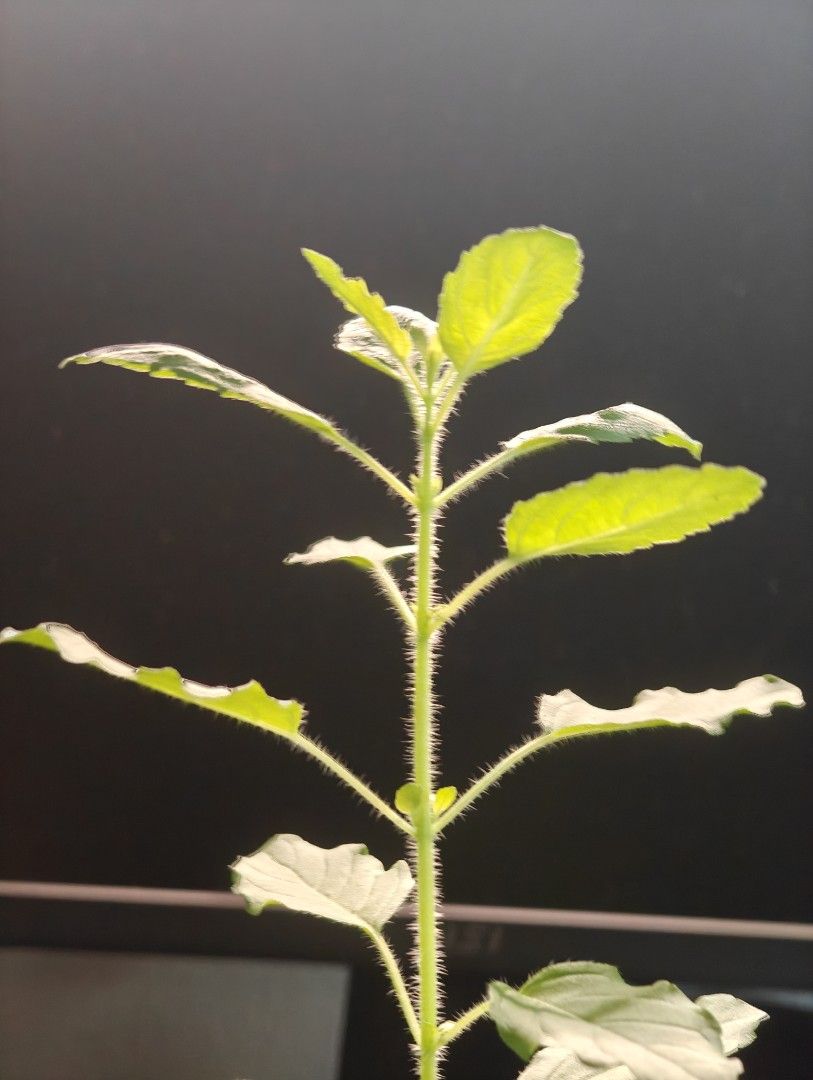 Holy basil456479717993359361