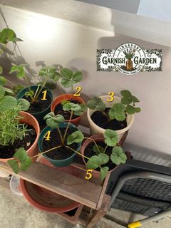 (Category: ) located in . Submitted by hbb_garnishgarden (Listing ID 1438440269, Image 1). Description: .