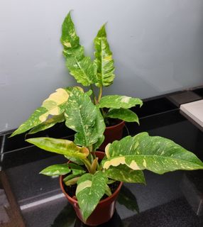 (Category: ) located in . Submitted by hmflowers (Listing ID 1438471959, Image 1). Description: .