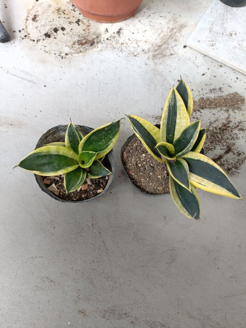 Snake plant456479719829032963