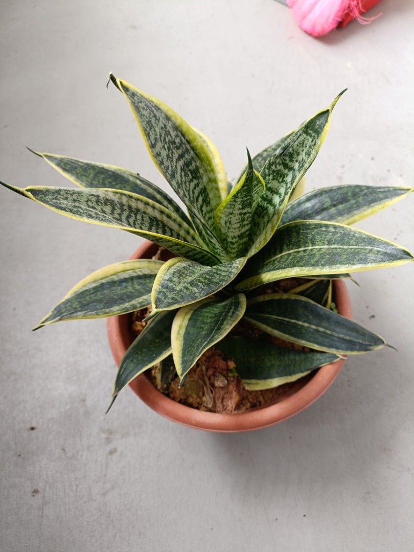 Snake plant456479719829032964