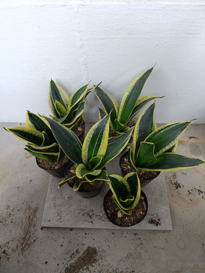 Snake plant456479719829032962
