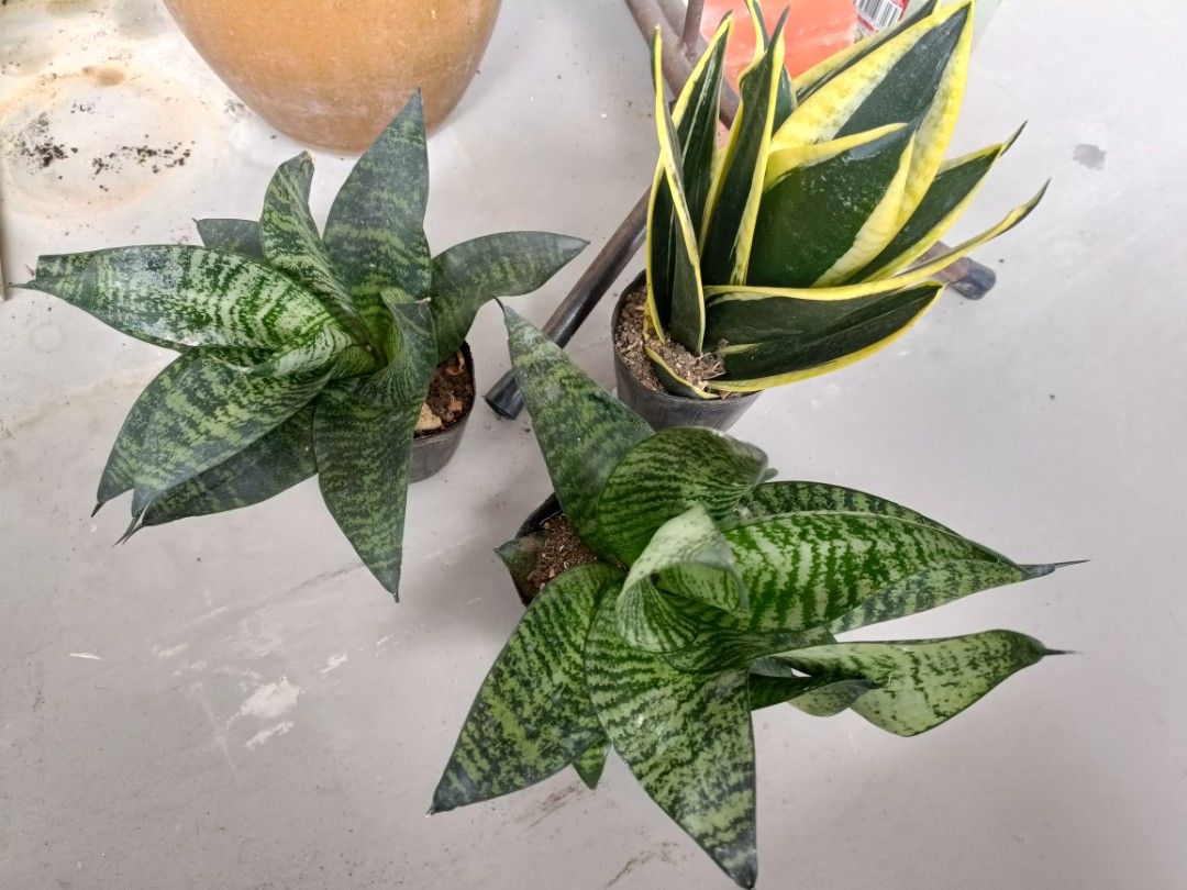 Snake plant456479719829032961