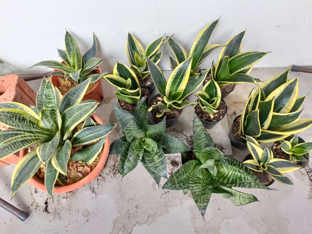 Snake plant456479719829032960