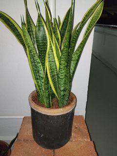 (Category: ) located in . Submitted by greengrsaa (Listing ID 1438479611, Image 1). Description: .