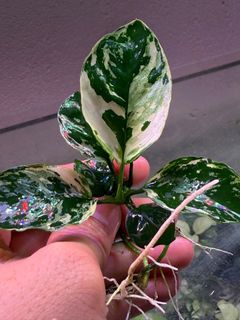 (Category: ) located in . Submitted by aquaticplants (Listing ID 1438491728, Image 1). Description: .