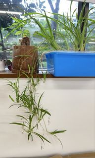 （分類：）位於 。 由 lady_K 提交（商品編號 1373534452，圖片 1）。簡介： 。