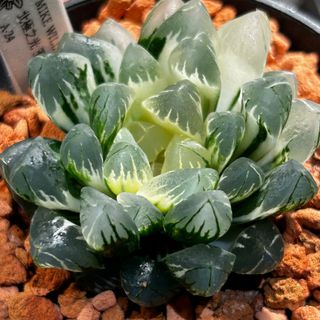 （分類：）位於 。 由 mikewillplantit 提交（商品編號 1438542283，圖片 1）。簡介： 。