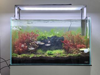 (Category: ) located in . Submitted by bmlilies (Listing ID 1438617904, Image 1). Description: .