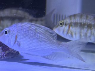 (Category: ) located in . Submitted by powerfishbaitsg (Listing ID 1438656775, Image 1). Description: .
