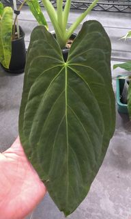 (Category: ) located in . Submitted by ywc1982 (Listing ID 1431570179, Image 1). Description: .