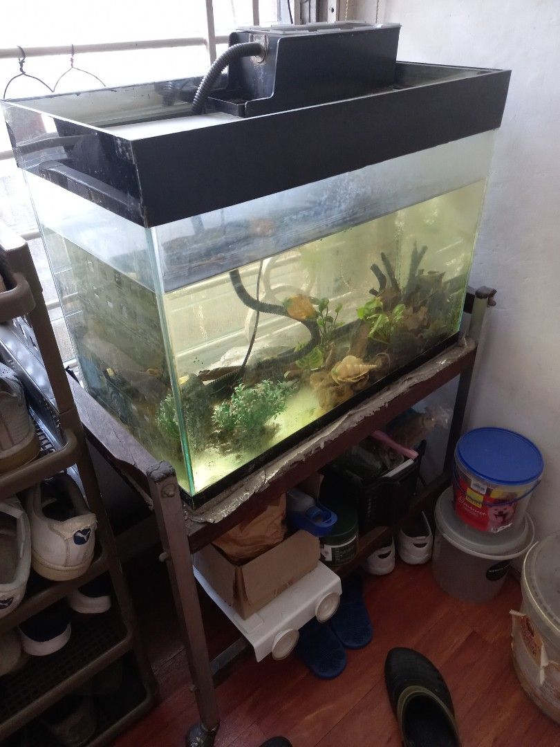 Aquarium for sale (Category: Homes & Other Pet Accessories) located in Quezon City. Submitted by agococo.1 (Listing ID 1438510360, Image 1). Description: aquarium setup with pump, filter, cart, and any remaining fish (3 as of posting). After pre-paying with gcash, I will drain and prepare before pick-up near Banawe Del Monte Ave QC area..