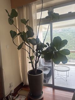 （分類：）位於 。 由 madfluffy 提交（商品編號 1438582287，圖片 1）。簡介： 。