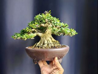 (Category: ) located in . Submitted by jia_bonsai_singapore (Listing ID 1438629868, Image 1). Description: .