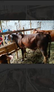 (Kategori: ) berada di . Dikirim oleh bundnes (ID iklan 1438544263, Gambar 1). Deskripsi: .