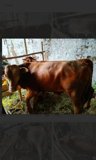 (Kategori: ) berada di . Dikirim oleh bundnes (ID iklan 1438546162, Gambar 1). Deskripsi: .