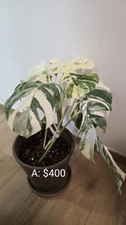 （分類：）位於 。 由 chanckm88 提交（商品編號 1438632951，圖片 1）。簡介： 。
