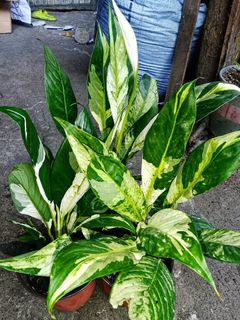 (Category: ) located in . Submitted by plantcorner (Listing ID 1438508923, Image 1). Description: .