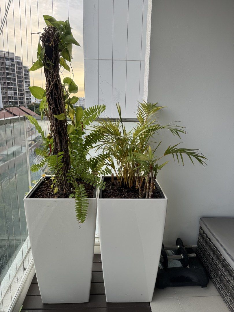 Plants457225458576281603
