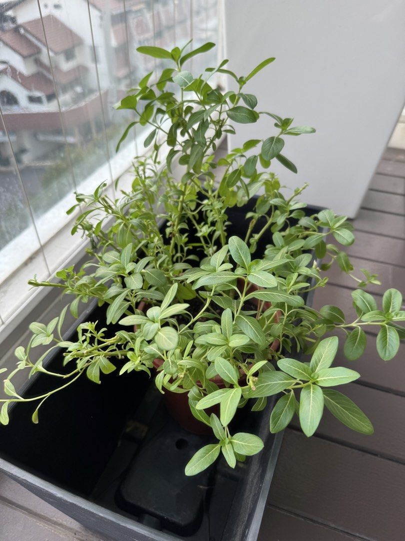 Plants457225458576281604