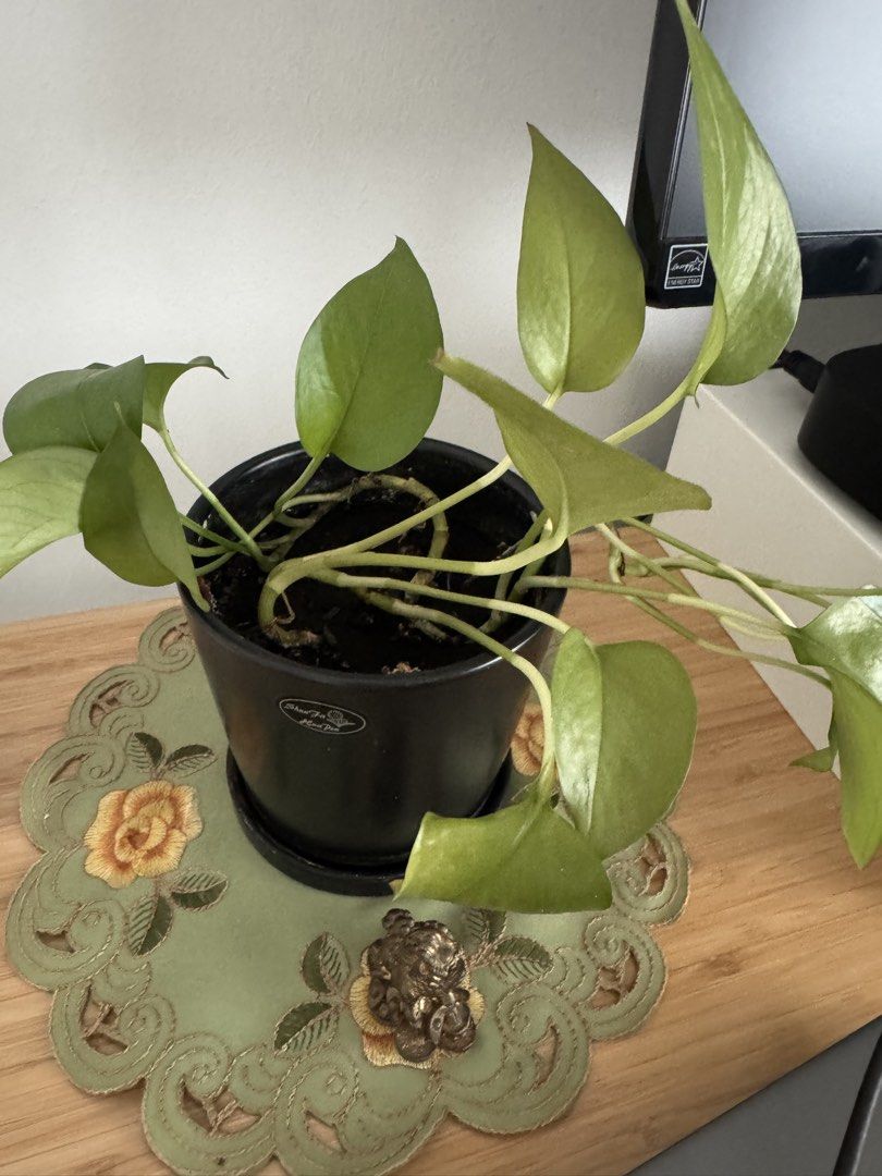 Plants457225458576281601